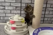 マンチカン(長足)【福岡県・男の子・2025年10月23日・ブラウンタビー】の写真5