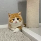 マンチカン(長足)【福岡県・女の子・2025年3月25日・レッドタビー&ホワイト】の写真6