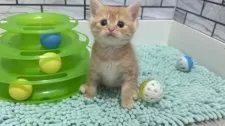 マンチカン(長足)【福岡県・女の子・2025年8月10日・レッドタビー】の写真6
