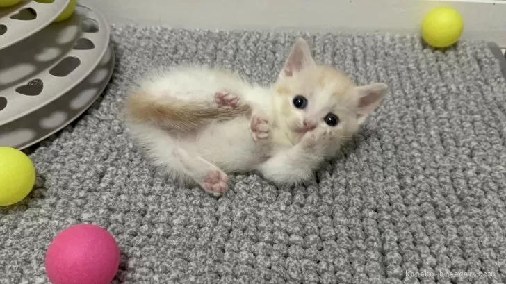 マンチカン(短足)【福岡県・男の子・2025年8月18日・クリーム&ホワイト