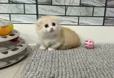マンチカン(短足)【福岡県・女の子・2026年8月8日・クリーム系】の写真7