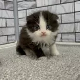 マンチカン(長足)【福岡県・男の子・2025年12月30日・ブラック&ホワイト】の写真3