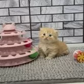 マンチカン(短足)【福岡県・男の子・2025年9月29日・レッドタビー】の写真11