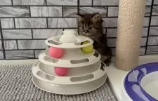 マンチカン(長足)【福岡県・男の子・2025年10月23日・ブラウンタビー】の写真8