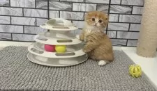 マンチカン(短足)【福岡県・女の子・2025年10月27日・レッド&ホワイト】の写真9