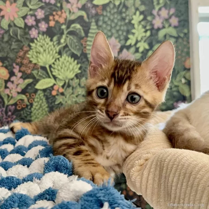 ID：2409-03217の子猫