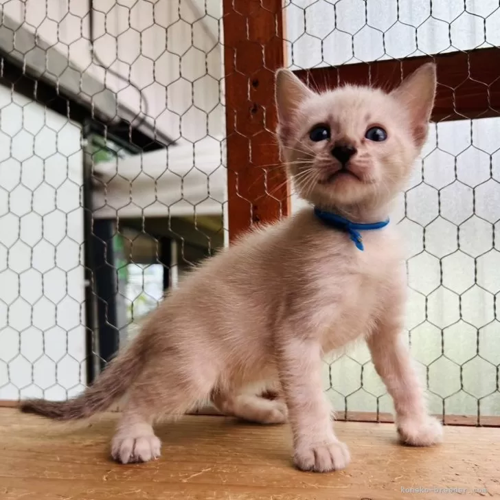 ID:2404-01542の子猫