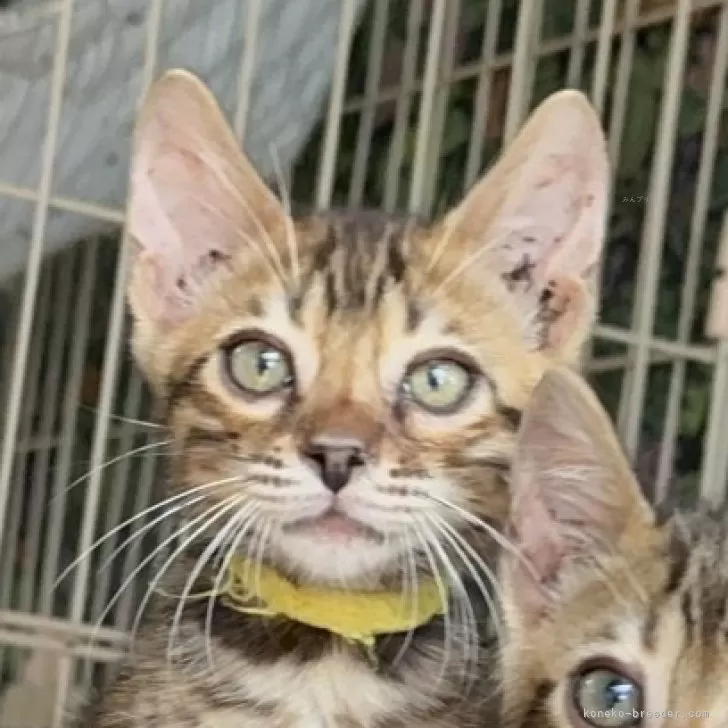 ID：2408-01375の子猫