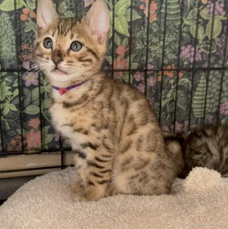 ID:2412-00923の子猫