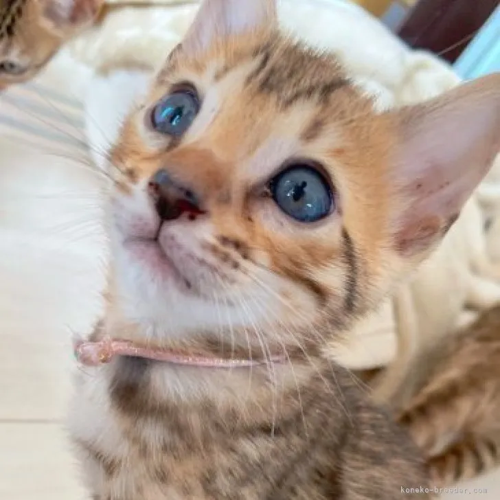 ID:2306-02055の子猫