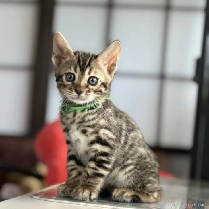 ID:2304-01871の子猫