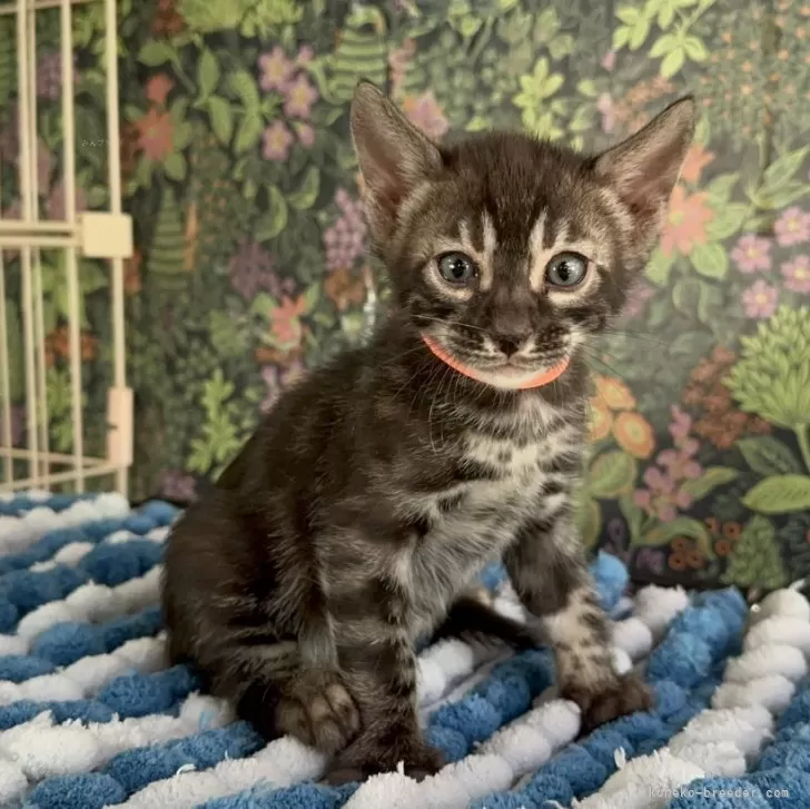 ID：2407-03122の子猫