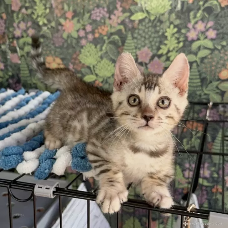 ID：2405-02229の子猫