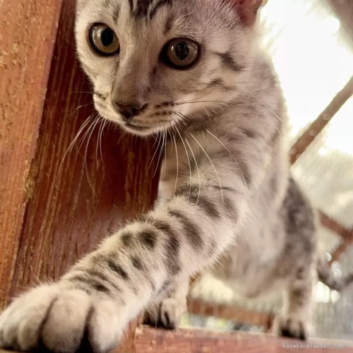 ID:2410-00713の子猫
