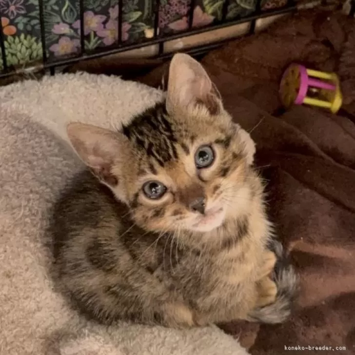 ID：2412-00917の子猫