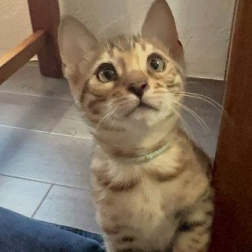 ベンガル【埼玉県・男の子・2023年11月18日・ブラウンスポテッドダビーロゼットタイプ】の写真「とにかく人が好きなドジ男くん😽💚」