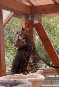 ベンガル【・女の子・2022年2月26日・ブラウンスポットダビーロゼットタイプ】「のびのび猫舎でゆったり生活してます」