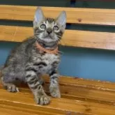 ベンガル【埼玉県・男の子・2025年5月25日・ブラウンスポテットタビー ロゼット】の写真12