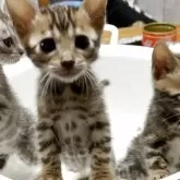 ベンガル【埼玉県・男の子・2025年3月14日・ブラウンスポテットタビー ロゼット】の写真10