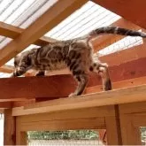 ベンガル【埼玉県・女の子・2025年3月1日・ブラウンスポテッドタビー ロゼット】の写真6