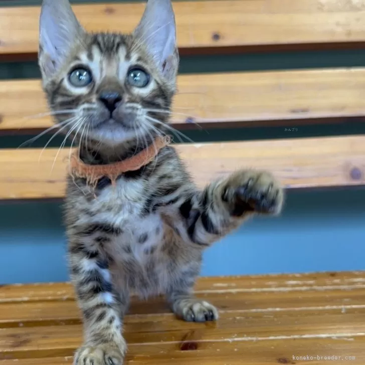 Y.H 様のお迎えした子猫