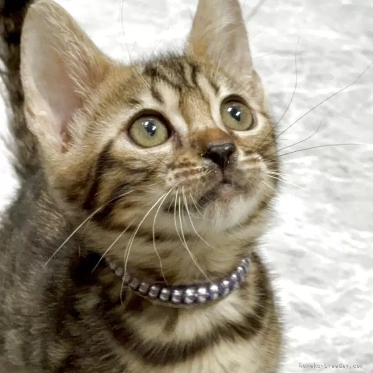 S.T 様のお迎えした子猫