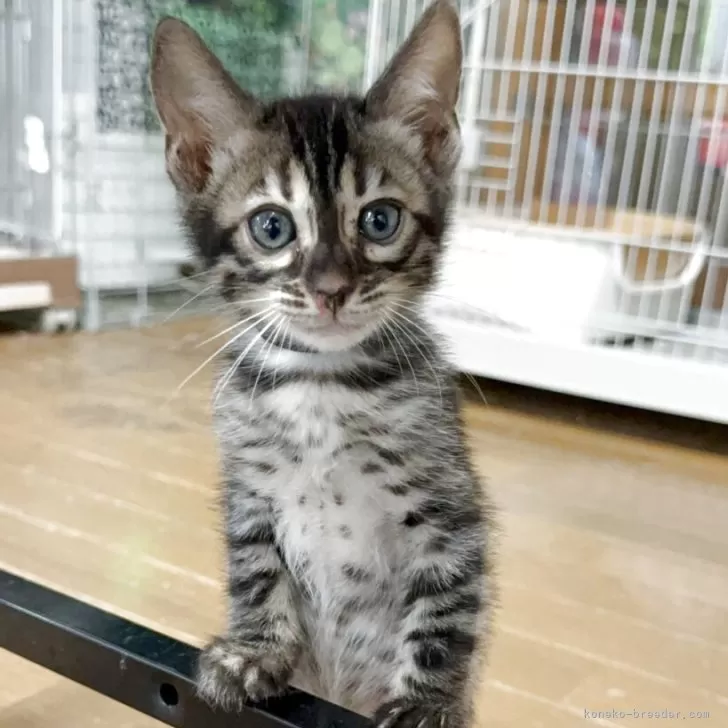 ID:2504-01472の子猫