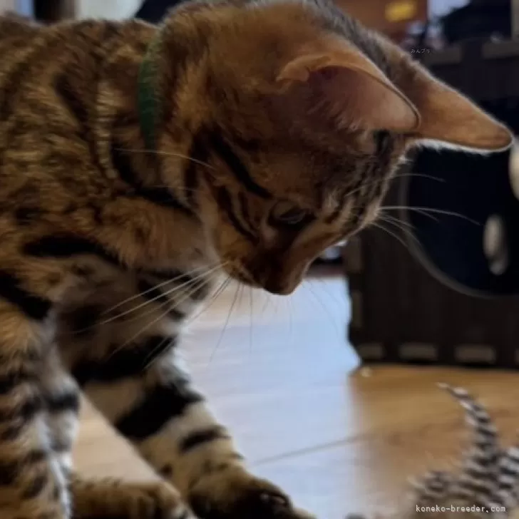 ID：2510-01149の子猫