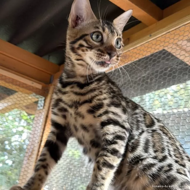 ベンガル【埼玉県・男の子・2025年7月1日・ブラウンスポテットタビー】の写真1「豹柄のロゼットがとても綺麗な子😍実際に会っていただくと、まだまだ小さな子猫です🤩」