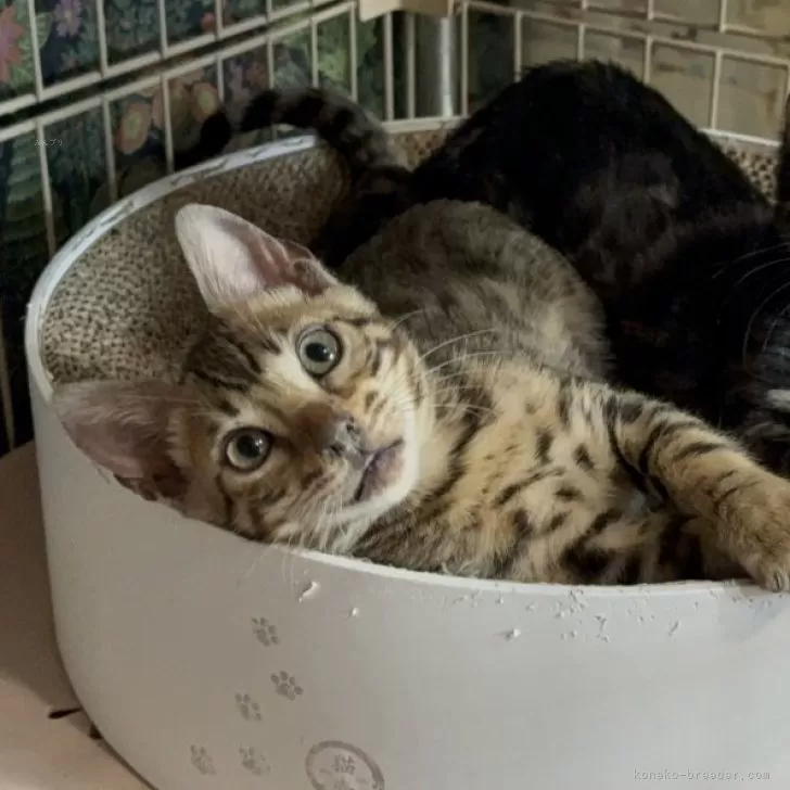 ID:2501-01340の子猫