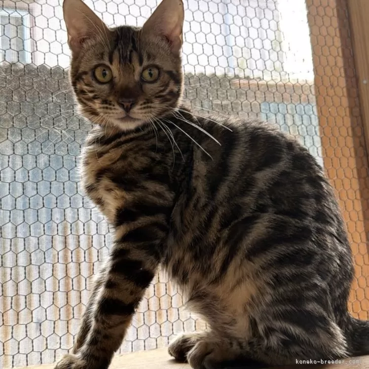 ベンガル【埼玉県・男の子・2025年7月1日・ブラウンスポテットタビー】の写真1「めちゃくちゃ綺麗な豹柄ロゼット！実際に会うと、まだまだ小さな子猫ちゃん^ ^」