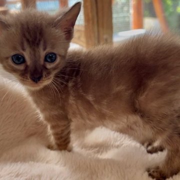 ベンガル【埼玉県・男の子・2025年9月16日・スノーセピア ロゼット】の写真「稀に見る可愛い子^ ^」