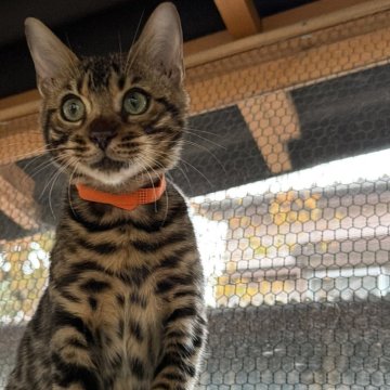 ベンガル【埼玉県・男の子・2025年5月25日・ブラウンスポテットタビー ロゼット】の写真「緩急の性格バランスのとれた可愛い男の子です🧡」