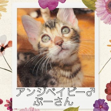 ベンガル【埼玉県・男の子・2025年2月20日・ブラウンスポテットタビー ロゼット】の写真「１ヶ月半くらいの極小ボディーに可愛すぎるお顔♡」