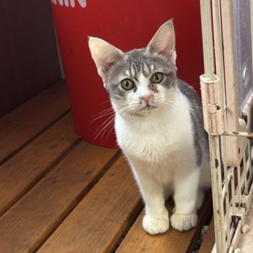 サイベリアン✖️ベンガルのハイブリッドサイベンガル【埼玉県・女の子・2025年7月7日・三毛】の写真「ふわっふわのボディと毛に優しい性格🩷」