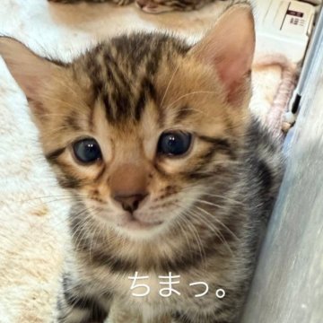 ベンガル【埼玉県・男の子・2025年5月10日・ブラウンスポテットタビー ロゼット】の写真「ワイルド＆キュートな最強の癒し系💎眉毛家系^ ^」