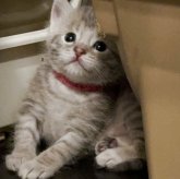 ベンガル