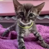 ベンガル