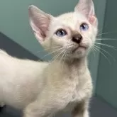 ベンガル