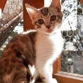 サイベリアン✖️ベンガル