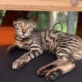 ベンガル