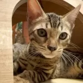 ベンガル