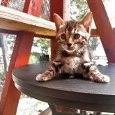 ベンガル【埼玉県・女の子・2025年3月1日・ブラウンスポテッドタビー ロゼット】の写真12