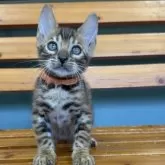 ベンガル【埼玉県・男の子・2025年5月25日・ブラウンスポテットタビー ロゼット】の写真4