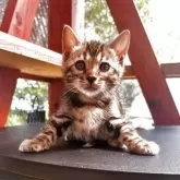 ベンガル【埼玉県・女の子・2025年3月1日・ブラウンスポテッドタビー ロゼット】の写真14