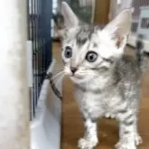 ベンガル【埼玉県・男の子・2025年3月14日・シルバースポテットタビー ロゼット】の写真4