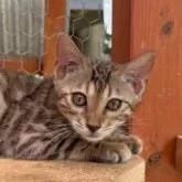 ベンガル【埼玉県・女の子・2025年3月1日・ブラウンスポテッドタビー ロゼット】の写真11