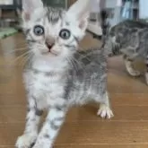 ベンガル【埼玉県・男の子・2025年3月14日・シルバースポテットタビー ロゼット】の写真5