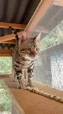 ベンガル【埼玉県・男の子・2025年11月28日・ブラウンスポテットタビー ロゼット】の写真7