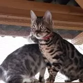 ベンガル【埼玉県・男の子・2025年6月24日・ブラウンスホテッドタビー ロゼット】の写真4